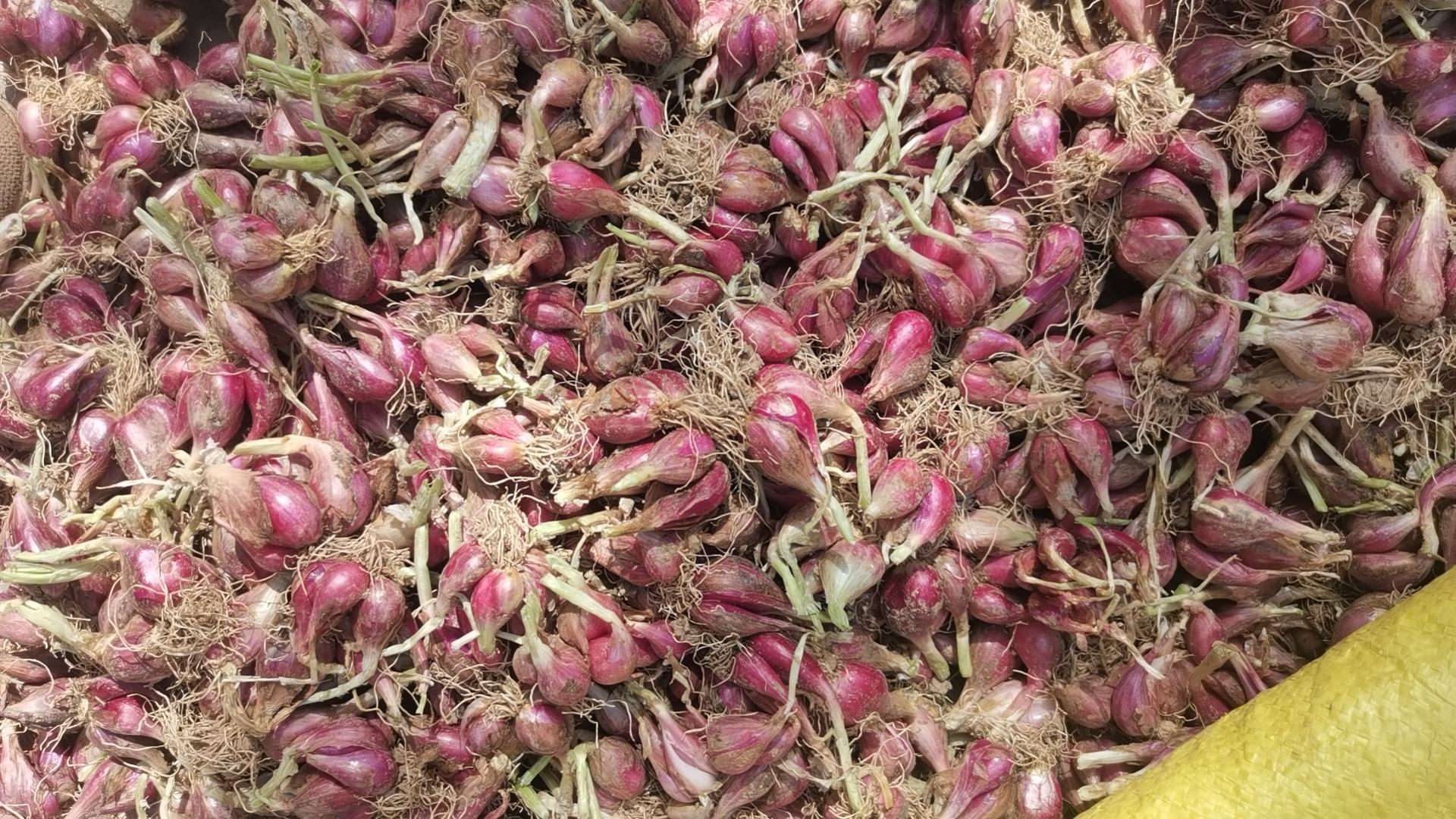 小葱须与其他香料组合摆盘图