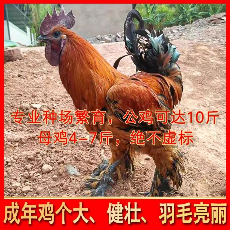 无量山乌骨鸡苗满千送百包防疫包成活率货到满意付款诚信至上