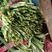 精品红根韭菜自家种植一手货源品质保证对接商超批发市场团购