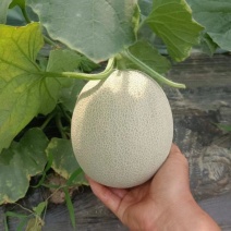 鲁厚甜