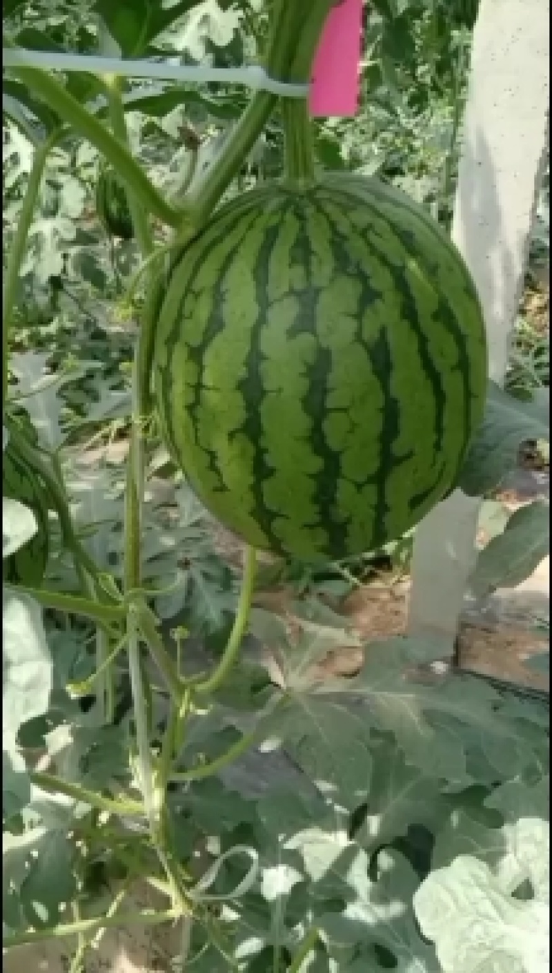 L600礼品西瓜，质量优，价格美丽，我愿真诚为广大客商