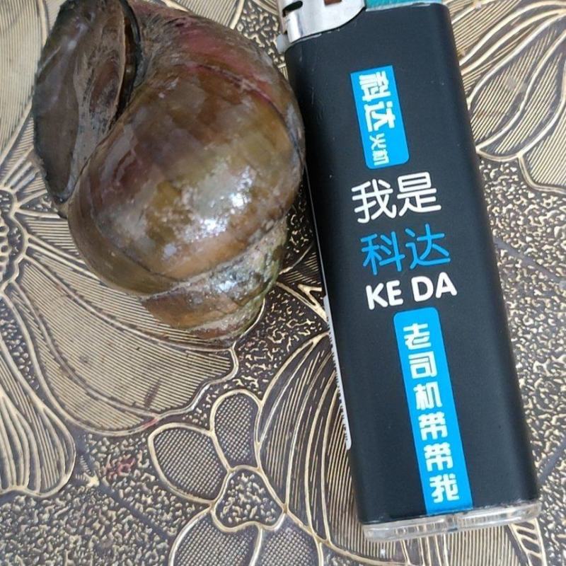 田螺微山湖一吨起批全国各地均可直达