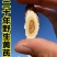 甘肃野生大黄芪切片批发中药材黄茋当归党参北芪片北其泡