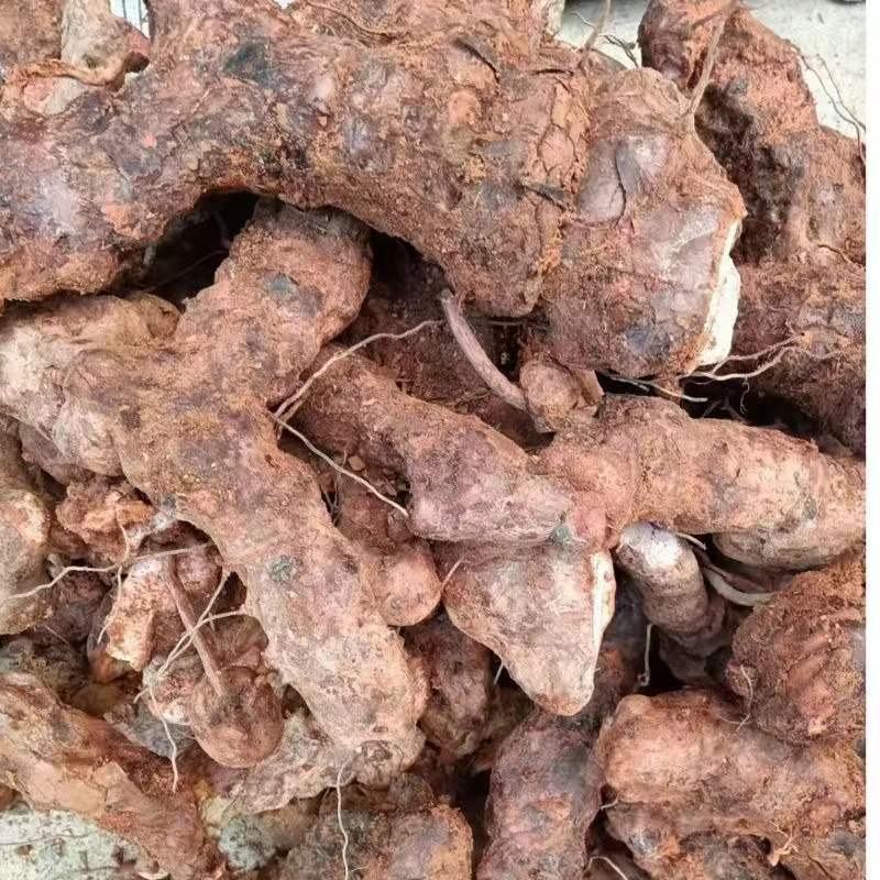 贵州深山土茯苓野生茯苓供应