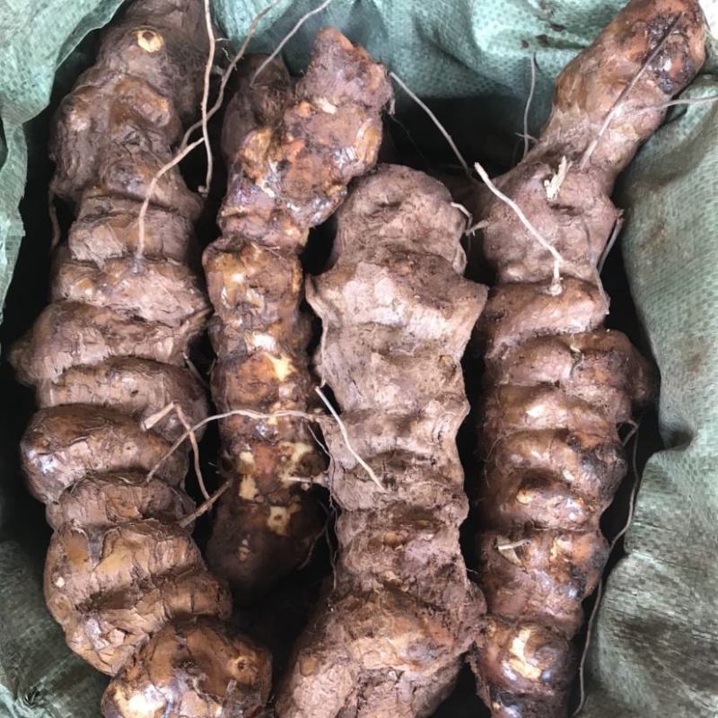 贵州深山土茯苓野生茯苓供应