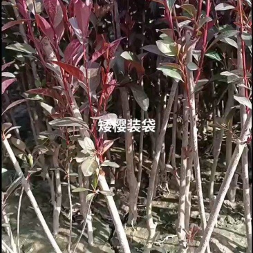 紫叶矮樱