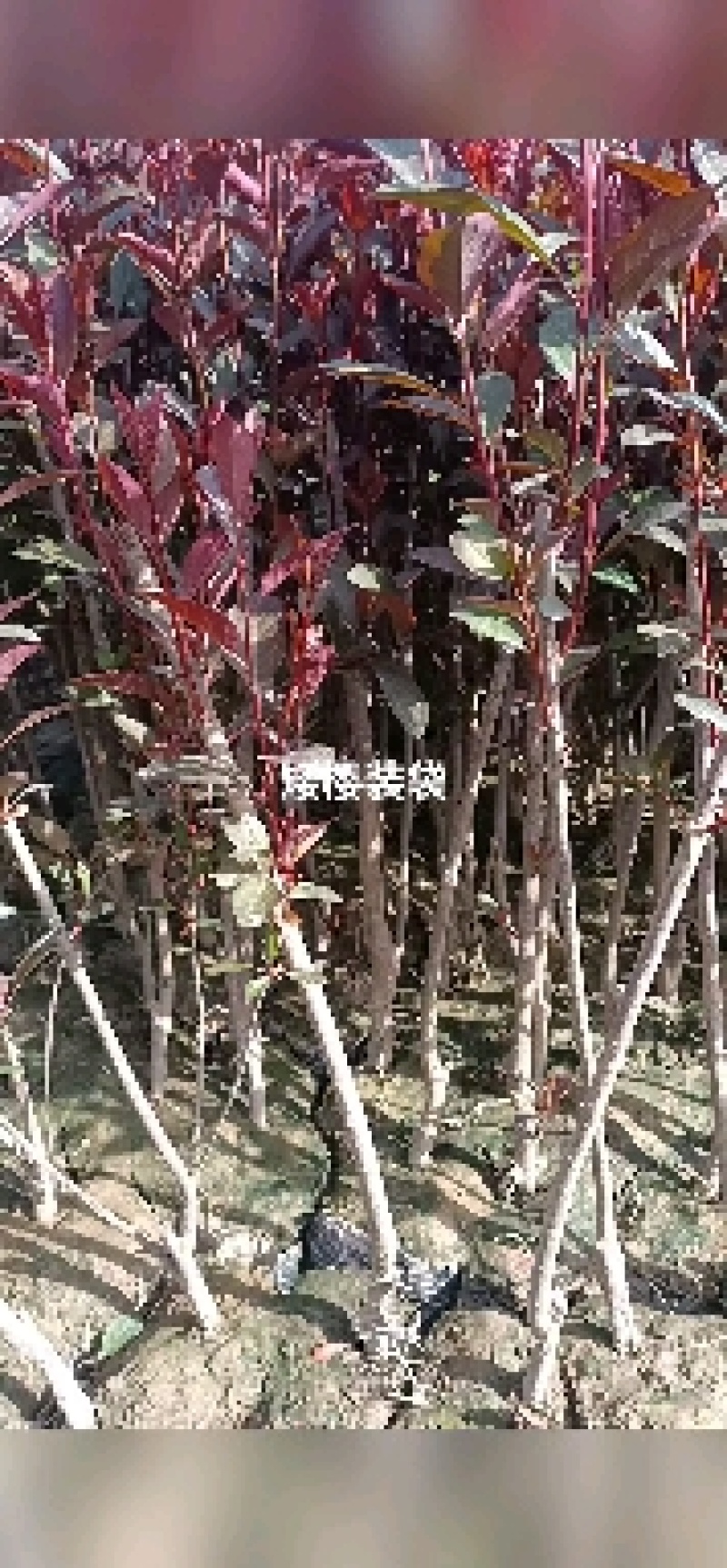 紫叶矮樱