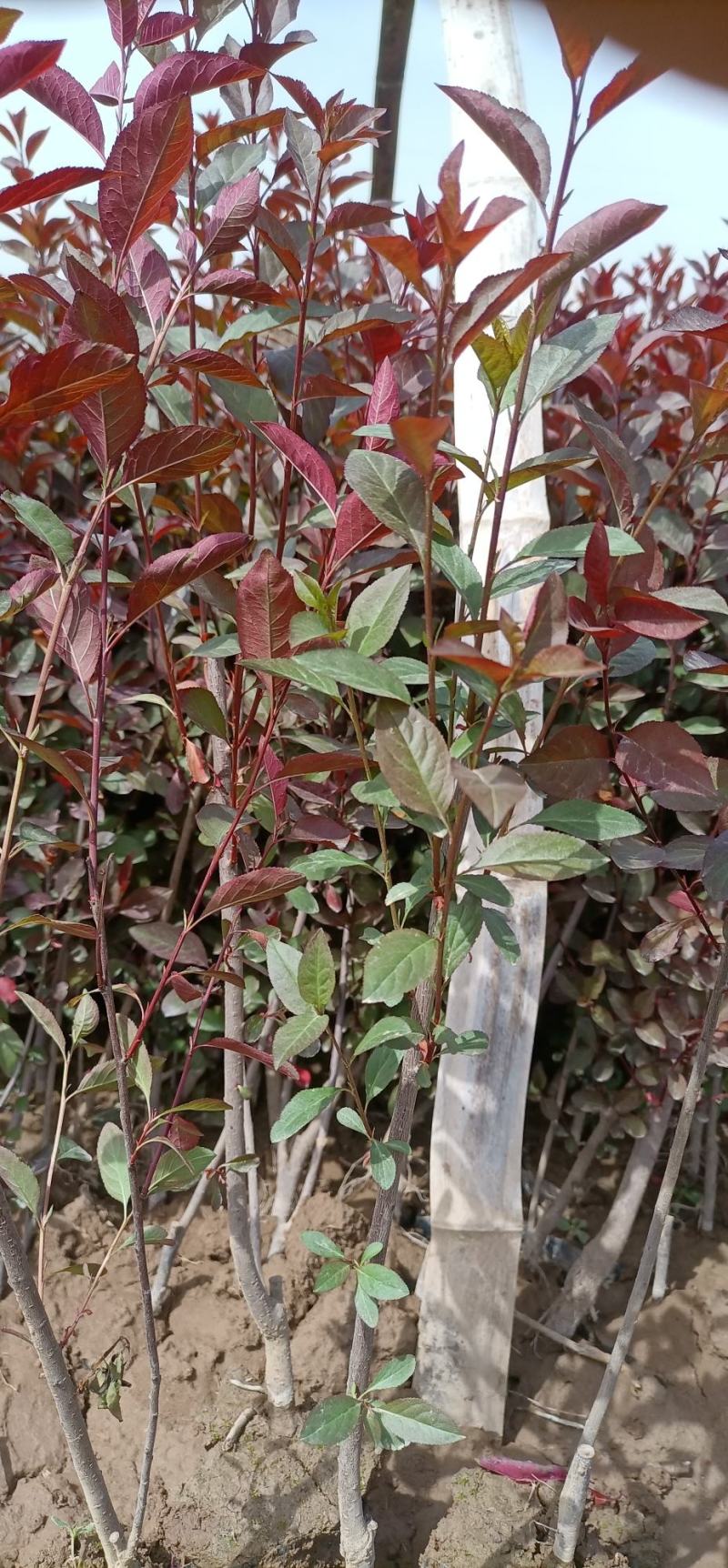 紫叶矮樱