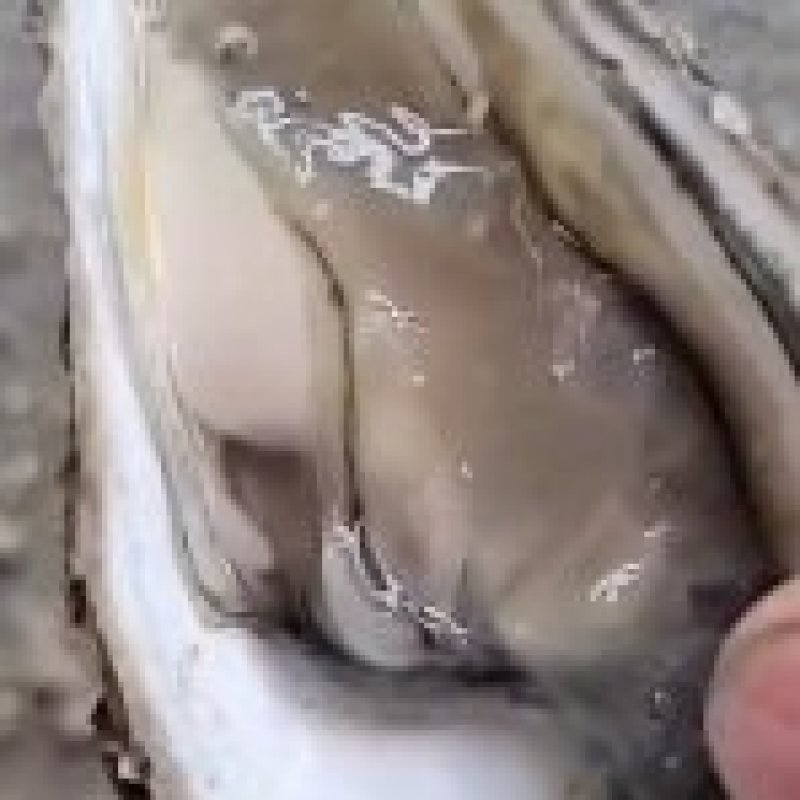 半壳烧烤专用蚝，三倍体半壳各规格长期有货