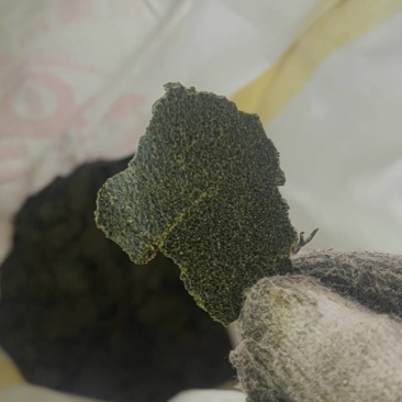 贵州安顺大拉供应菜籽饼，青饼，一手货源，价格优惠，质量保证