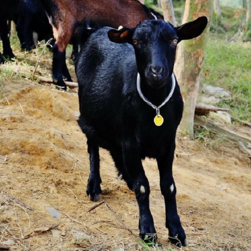努比亚黑山羊羊苗怀孕母羊种公羊全国可发货包运输