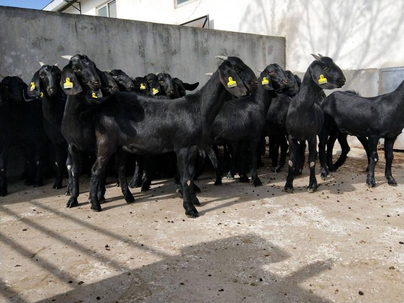 努比亚黑山羊羊苗怀孕母羊种公羊全国可发货包运输