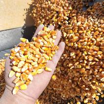 新疆玉米玉米粒货源充足全国发货欢迎致电咨询