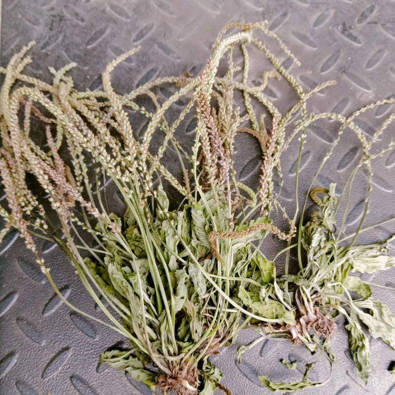 车前草