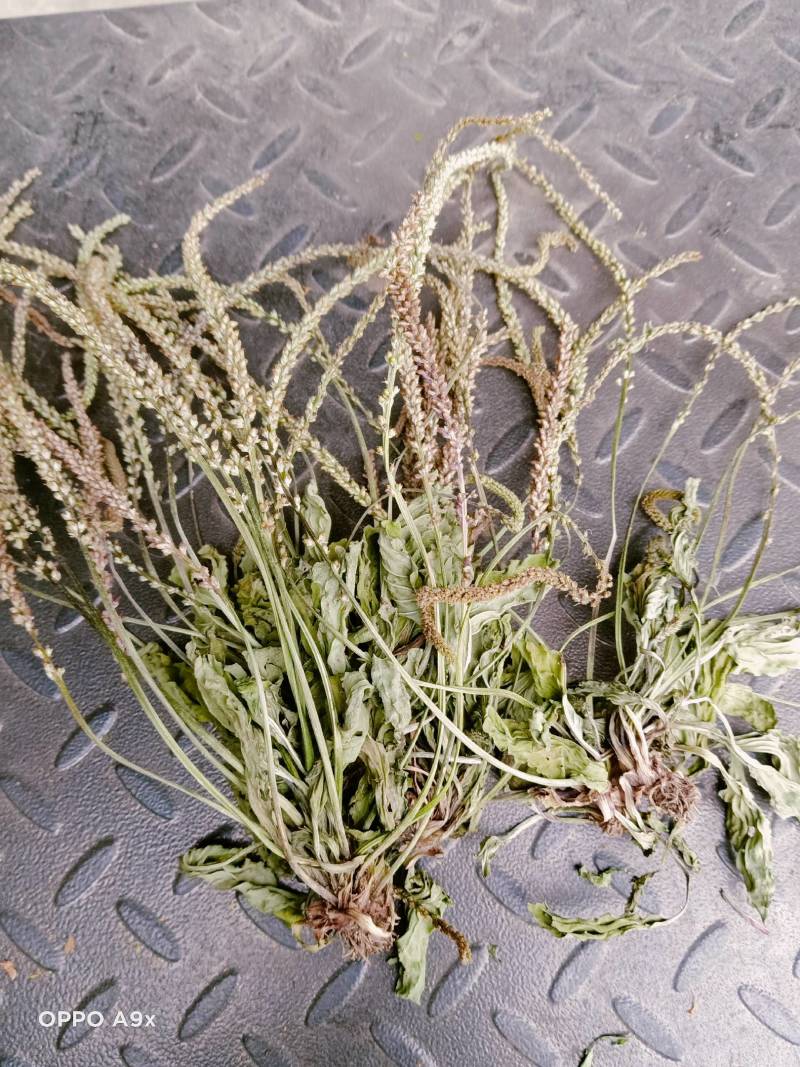 车前草