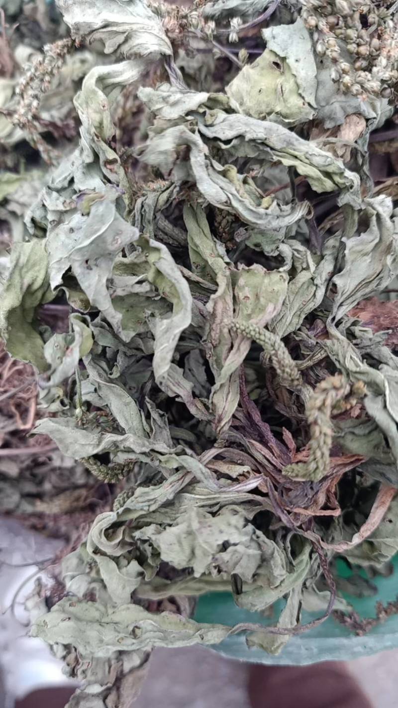 车前草