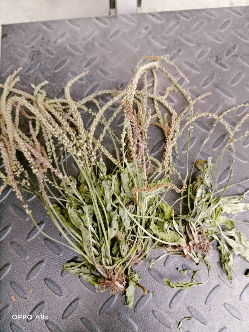 车前草
