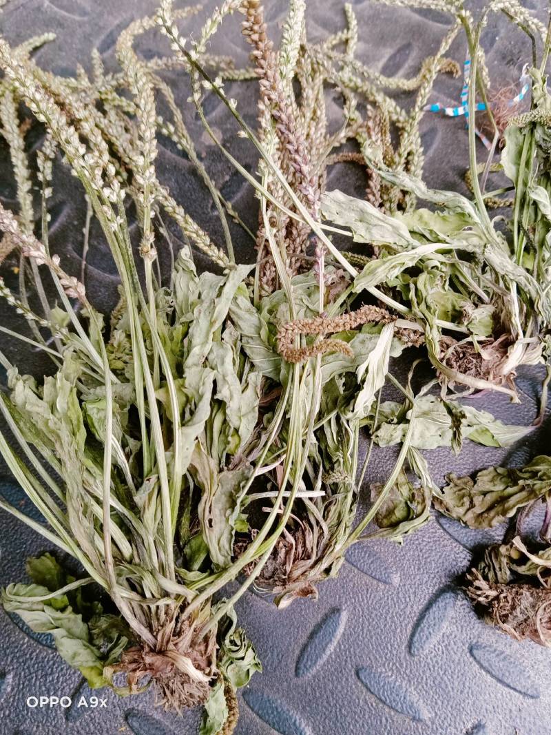 车前草