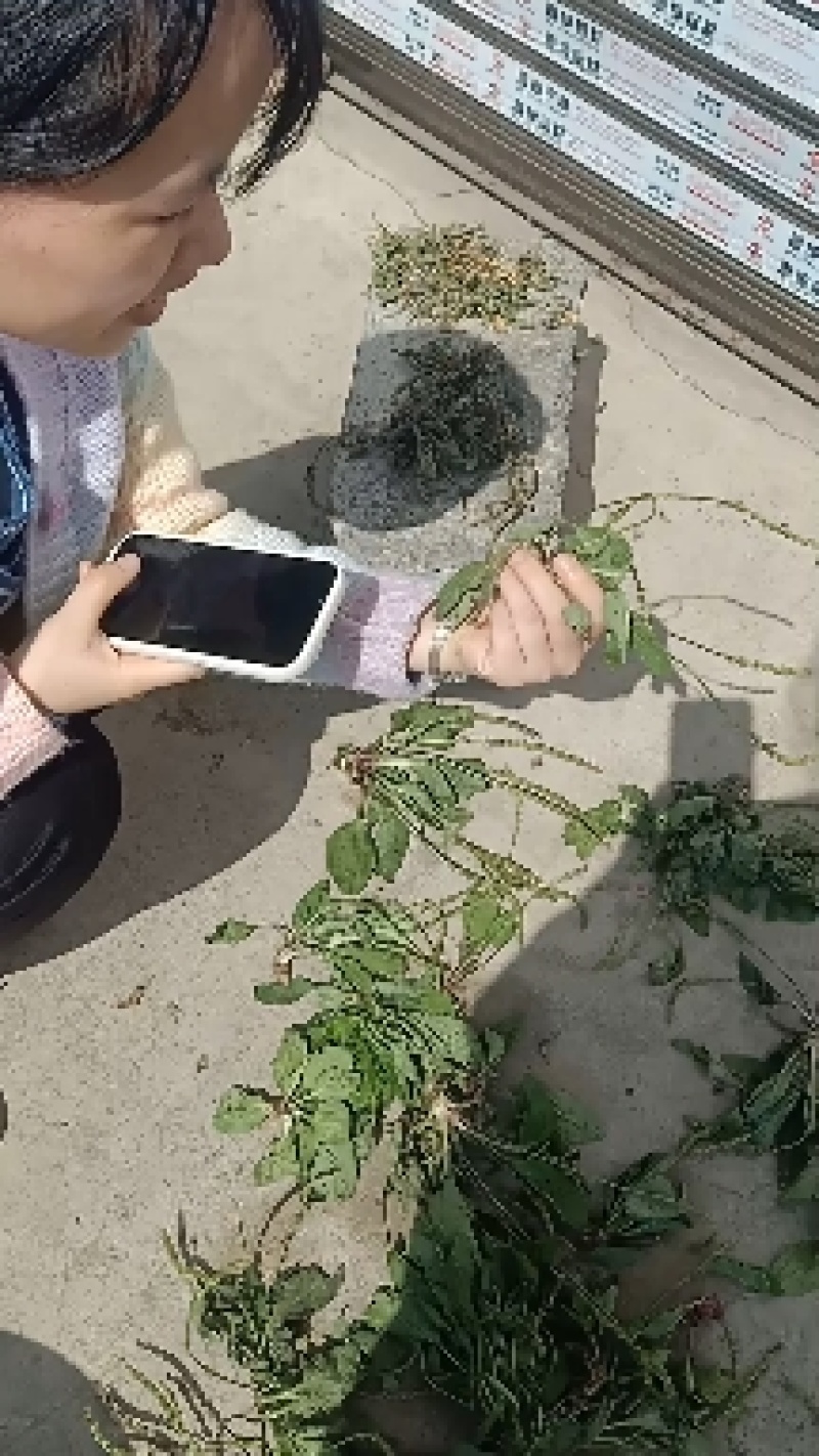 车前草