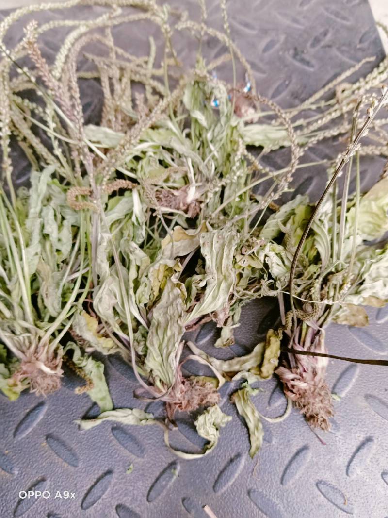 车前草
