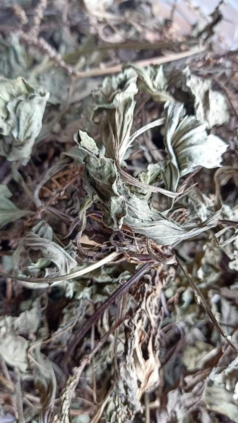 车前草