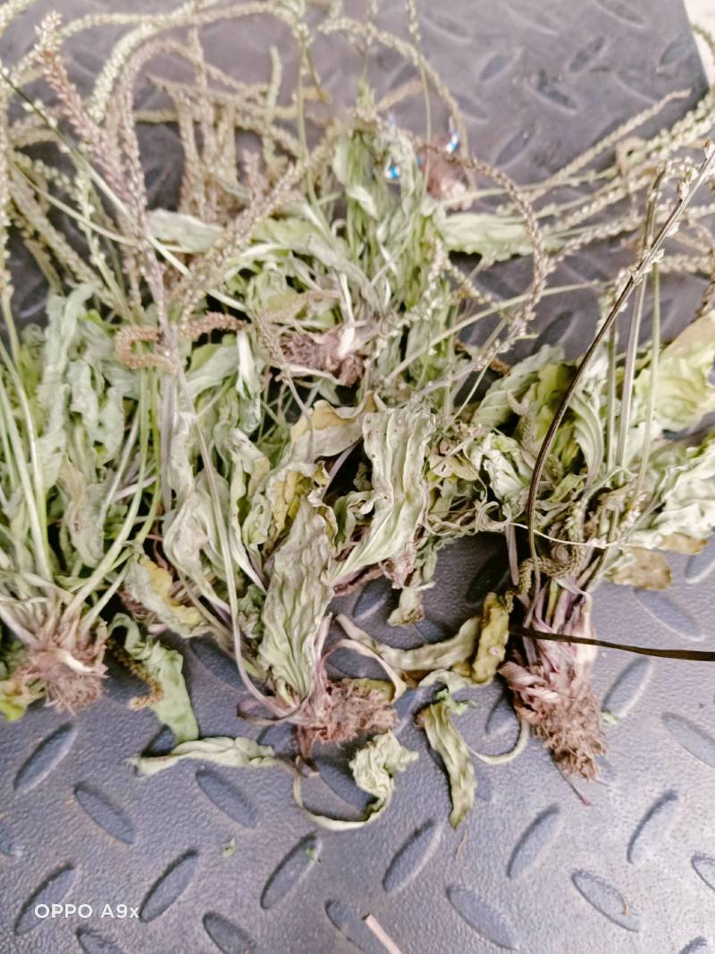 车前草