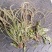 车前草