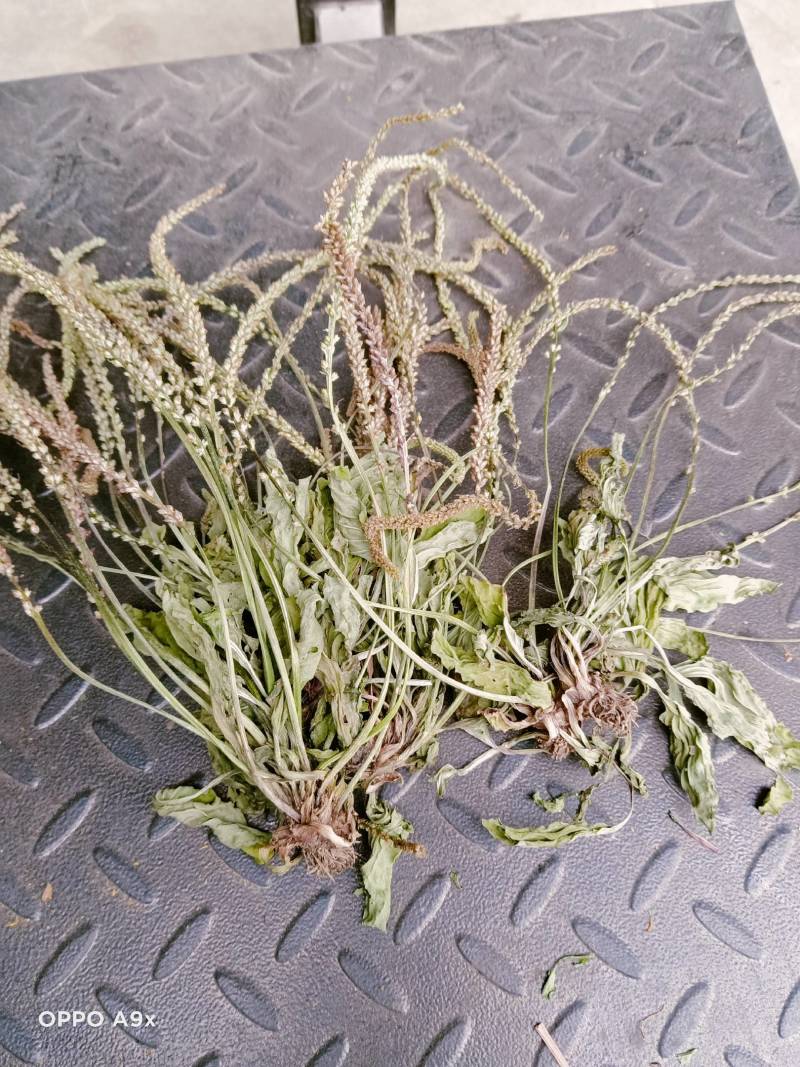 车前草