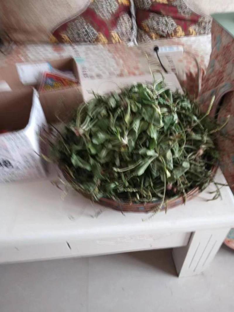 车前草