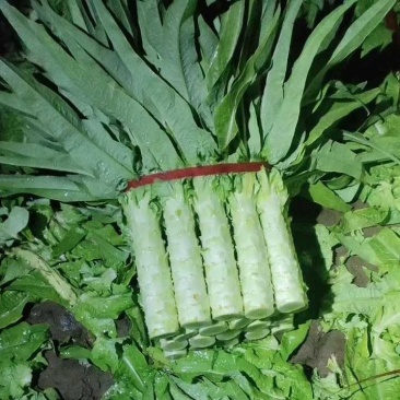 香河精品莴笋大量上市中