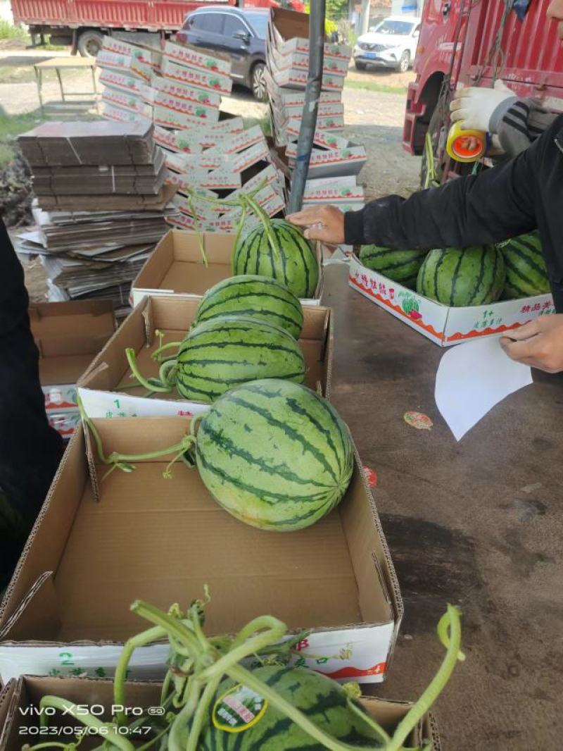 精品甜王西瓜10斤打底9成熟13个糖产地直供价格便宜