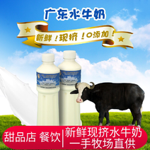 广东水牛奶农场新鲜现挤牛奶
