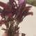苋菜红苋菜农家肥种植的爽口红苋菜
