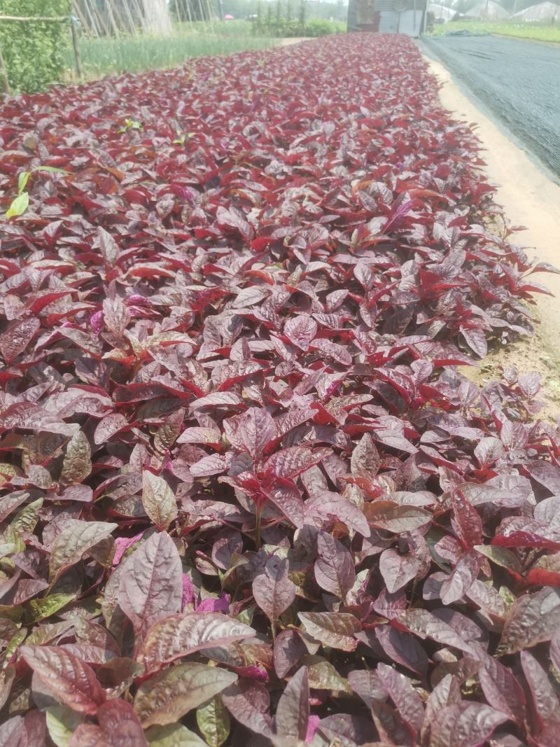 苋菜红苋菜农家肥种植的爽口红苋菜