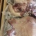 五香牛肉，牛头肉