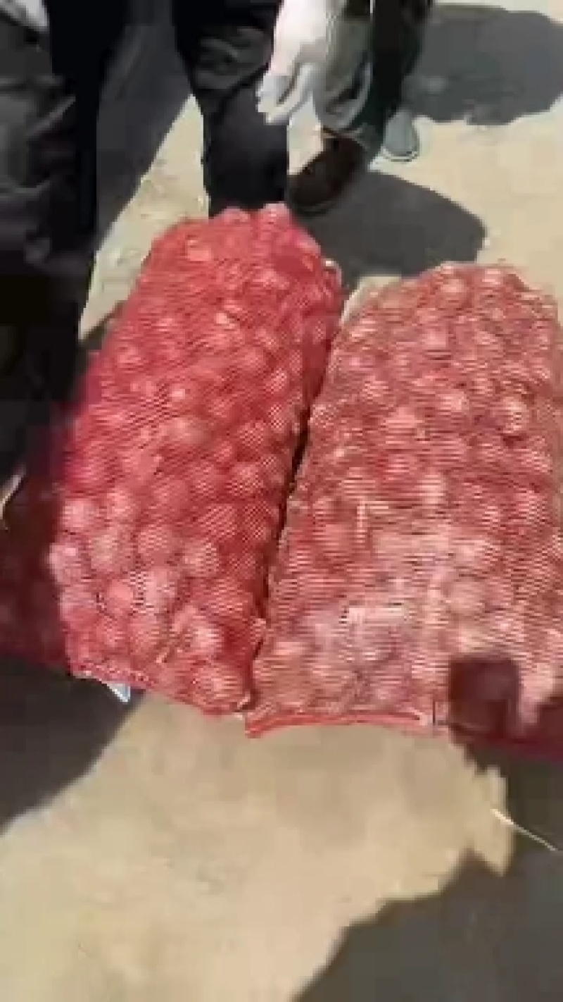 湿蒜头大量有货一天几百吨货源需要的联系我