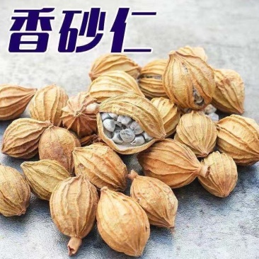 新货香砂仁川砂仁金沙仁粉卤肉香料调料包炖肉火锅底料厨房调