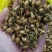 佛手花干货无硫农副产品不满意可退换货