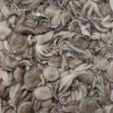 短腿八爪鱼，长腿八爪鱼