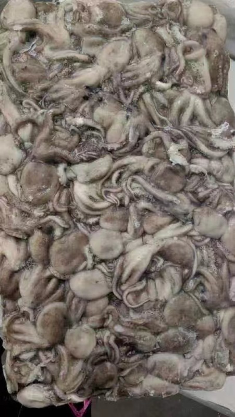 短腿八爪鱼，长腿八爪鱼