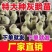 大种狮头鹅苗潮汕原种狮头鹅苗白狮头鹅苗厂家直供包成活
