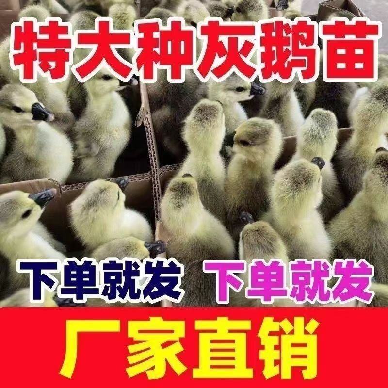 大种狮头鹅苗潮汕原种狮头鹅苗白狮头鹅苗厂家直供包成活