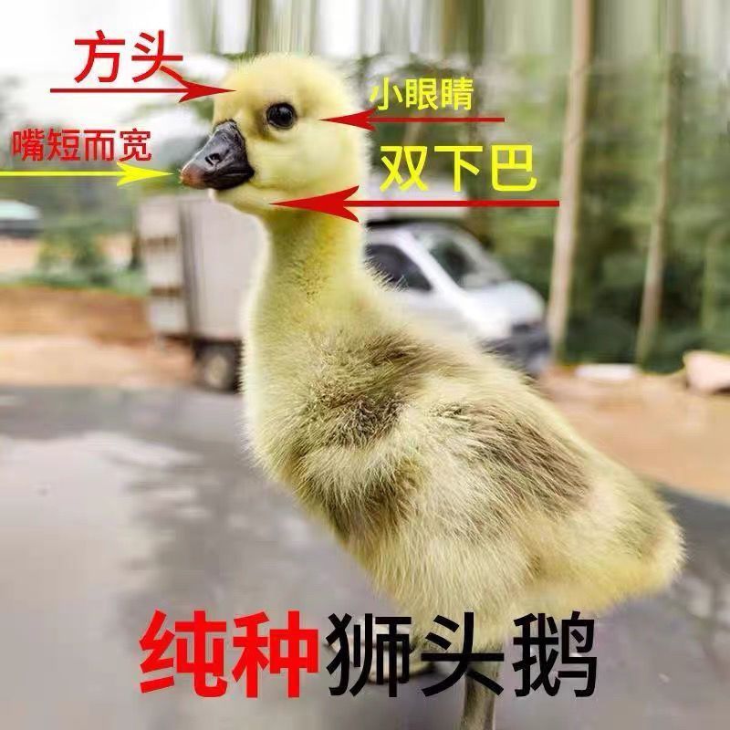 大种狮头鹅苗潮汕原种狮头鹅苗白狮头鹅苗厂家直供包成活
