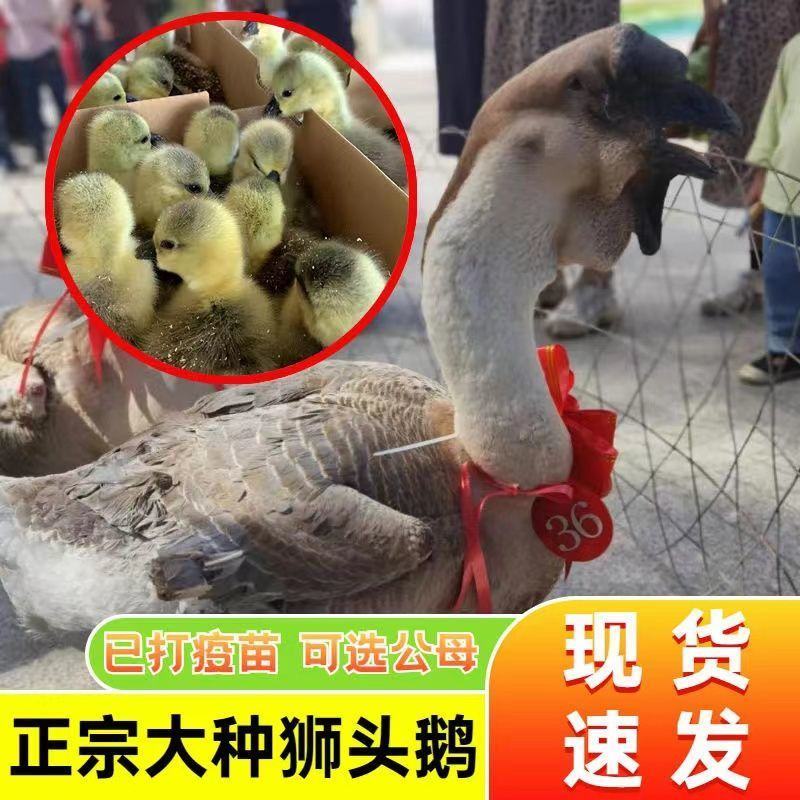 大种狮头鹅苗潮汕原种狮头鹅苗白狮头鹅苗厂家直供包成活
