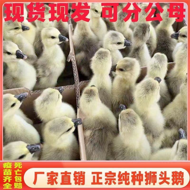 大种狮头鹅苗潮汕原种狮头鹅苗白狮头鹅苗厂家直供包成活