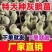 大种狮头鹅苗潮汕原种狮头鹅苗白狮头鹅苗厂家直供包成活