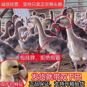 大种狮头鹅苗潮汕原种狮头鹅苗白狮头鹅苗厂家直供包成活