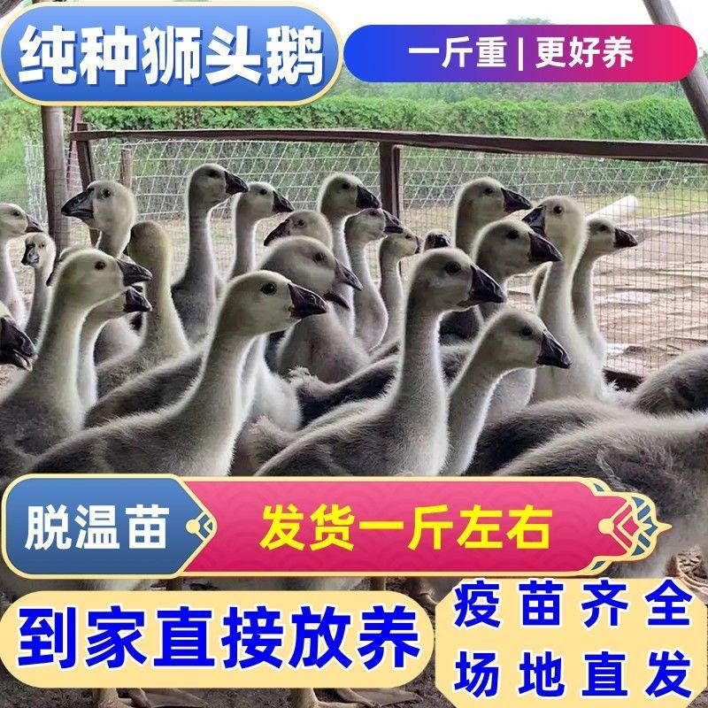 大种狮头鹅苗潮汕原种狮头鹅苗白狮头鹅苗厂家直供包成活
