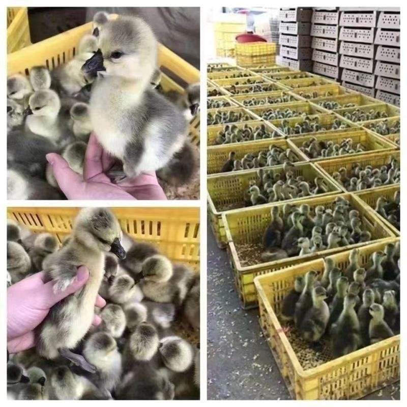大种狮头鹅苗潮汕原种狮头鹅苗白狮头鹅苗厂家直供包成活