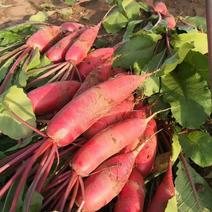 红皮萝卜，红萝卜，产地大量上市中，发货全国市场